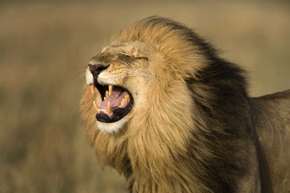 Kenya, Masai Mara Game Reserve Male lion roaring